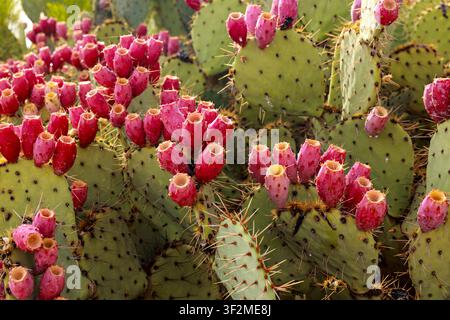 Kaktus blüht in der Wüste von Arizona Stockfoto