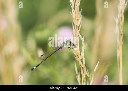 Blaugrüne Smaragdlibelle (Ischnura elegans) mit Beute (eine Fliege), die auf einem Grashalm in Rye Meads, Herts ruht Stockfoto