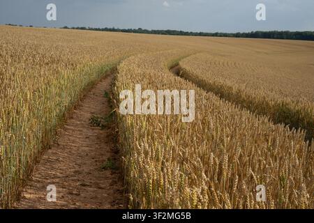 Traktorspuren durch ein reifes Weizenfeld unter bewölktem Sommerhimmel Stockfoto