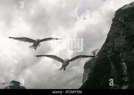 Zwei Möwen fliegen anmutig durch einen bewölkten Himmel neben einer hoch aufragenden Steilküste in Norwegen. Stockfoto