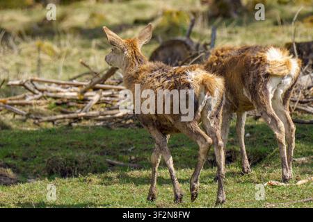 Eine horizontale Nahaufnahme-Wildtierfotografie von zwei jungen Rotwildkälbern, die durch ein grünes Grashalmfeld am Waldrand gehen Stockfoto