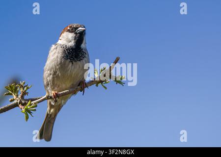 Eine horizontale Nahaufnahme eines Wildtierfotos von einem kleinen braunen Haussperling, der vertikal auf einem schlanken Zweig vor einem klaren blauen Himmelhintergrund sitzt Stockfoto