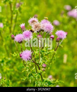 Bumblebee auf schottischem Distel Stockfoto