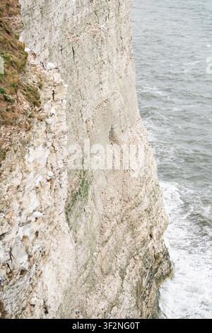 Dramatische Kreideklippen im Bempton Cliffs RSPB-Reservat mit brütenden Möwen auf Felsvorsprüngen über der Nordsee, East Yorkshire Stockfoto