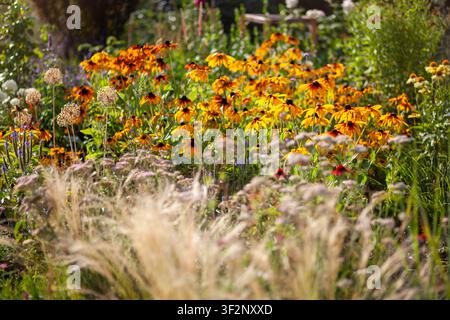 Gelbe Rudbeckien blühen im Sommergarten neben Stipagras. Pflanzen wachsen neben Echinacea, Veronika, Schafgarbe auf dem Blumenbeet Stockfoto