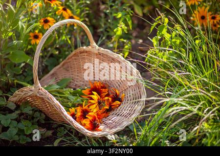 Nahaufnahme eines handgeflochtenen Sammelkorbs mit gelben Rudbeckienblüten in einem Sommergarten. Frisch geschnittene Blüten für einen Strauß pflücken Stockfoto