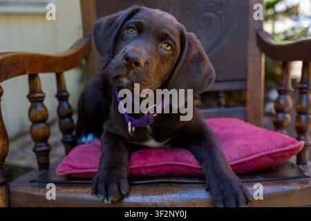 Issaquah, Washington, USA. Winnie, ein schokoladenfarbener Pointador (halb Labrador und halb English Pointer), mit geneigtem Kopf, ruht in einer Schaukel Stockfoto