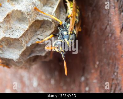 Wabe aus der Nähe – Wespen in der Sonne, Waben-Makrofotografie, WabenNest, schöne Wespen Stockfoto