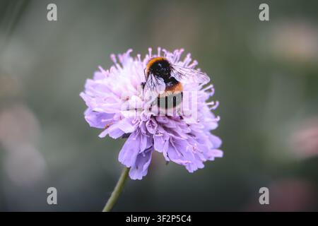 Büffelschwanz-Hummle, die an einer violetten Wiesen-Wolfsmilch-Wildblume in Northumberland im Juli 2026 füttert Stockfoto