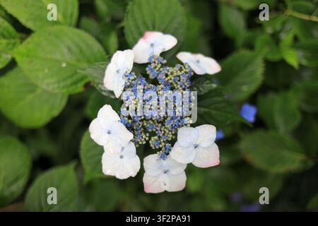 Hydrangea macrophylla f.normalis in Kamakura, Kanagawa, Japan Stockfoto