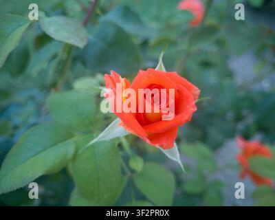 Ein junger orangefarbener und gelber Louis-de-Funes-Gartenrosenknospen öffnet sich, schöner eleganter Hybridteerosenkopf im Sommer. Stockfoto