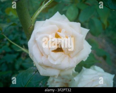 Top-Down-Ansicht einer blühenden cremefarbenen und gelben Gartenrose, Nahaufnahme, schöner eleganter Rosenkopf mit geschichteten Blütenblättern an einem dornigen Stiel. Stockfoto
