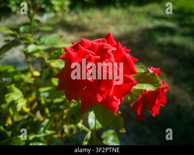 Top-Down-Ansicht einer blühenden roten Gartenrose im Nahaufnahme, schöner samtiger Rosenkopf mit geschichteten Blütenblättern in einem sonnigen Park.. Stockfoto