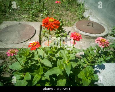 Leuchtend rote und orangefarbene Zinnia-elegans-Blüten, die in einem Hinterhofgarten wachsen, schöne blühende Ziniaköpfe. Stockfoto