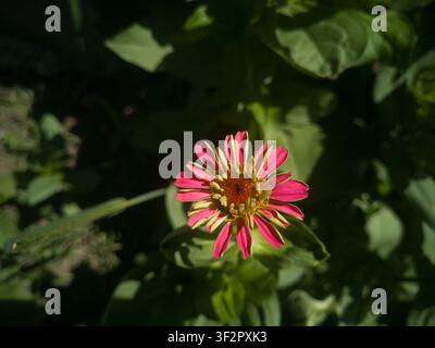 Top-Down-Ansicht einer jungen rosa Zinnia-elegans-Blüte, die sich mit dramatischer Chiaroscuro-Beleuchtung öffnet, der lebendige Zinnienkopf leuchtet aus tiefen Schatten heraus. Stockfoto