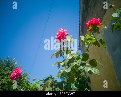 Niedrigwinkelaufnahme von lebendigen rosa Gartenrosen, die vor einem klaren blauen Himmel blühen, schöner magentafarbener Rosenbusch an einer rustikalen Mauer mit Kopierraum. Stockfoto