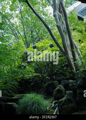 Hydrangeenblüten, die zwischen üppigen grünen Bäumen und moosigen Felsen am Sugimoto-dera-Tempel in Kamakura blühen Stockfoto
