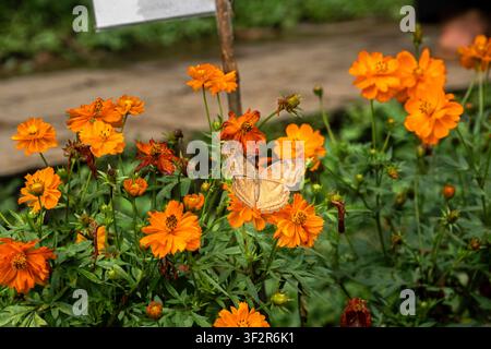 Helle orangefarbene Schwefelkosmosblüten (Cosmos sulphureus) blühen in einem Garten, zeigen lebendige Blütenblätter und ziehen Bestäuber an, was ein farbenfrohes A macht Stockfoto