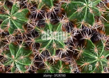 Top vie wof Nahaufnahme von Kaktuspflanzen Stockfoto