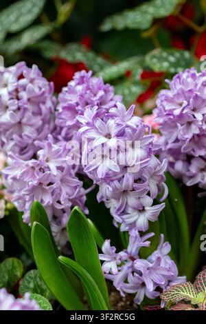 Lebendige duftende Frühlingsblumen von Hyazinthen mit grünen Blättern im botanischen Garten im frühen Frühling. Stockfoto