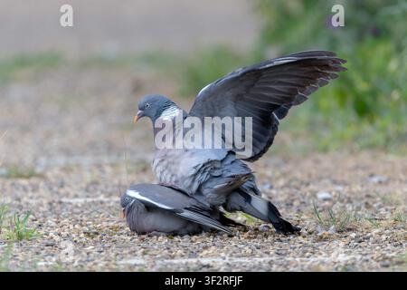 Ein Paar Feldsperlinge Columba palumbus, die am Boden in North Norfolk, UK, beim Paaren beobachtet werden Stockfoto