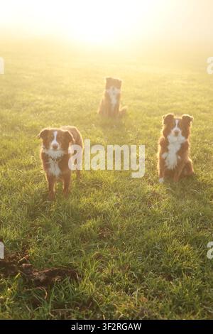 Drei Australian Shepherds im nebligen Morgenlicht Stockfoto