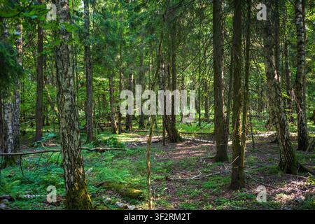 Sonnendurchfluteter Mischwald mit Birken und Fichten, moosbedeckten Stämmen und üppigem grünen Unterholz Stockfoto