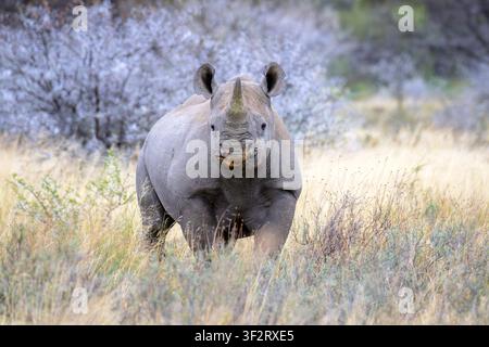 Schwarzer Nashorn (Diceros bicornis) steht auf der Savanne und schaut in die Kamera, Mountain Zebra Nationalpark, Ostkap, Südafrika. Stockfoto