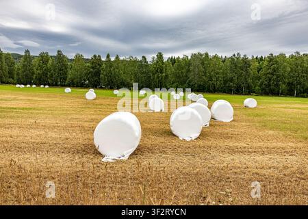 Tuddal, Telemark, Norwegen. Rundballen ruhen auf goldenem Feld. Wolken türmen sich über dem Himmel und werfen weiche Schatten. Bäume säumen den fernen Horizont, grün und dicht. F Stockfoto