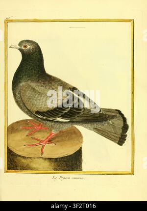 Häufige Taube steht auf einer Holzoberfläche und zeigt detailliertes Gefieder und Merkmale aus einer antiken naturhistorischen Illustrationsplatte. Aus Band 5 der Planches enluminées d'histoire naturelle. Geschaffen vom französischen Kupferstecher François-Nicolas Martinet zwischen 1765 und 1783, lieferten diese handfarbigen Kupferstichradierungen visuelle Referenzen für Georges-Louis Leclerc, Comte de Buffons Histoire naturelle des oiseaux. Stockfoto