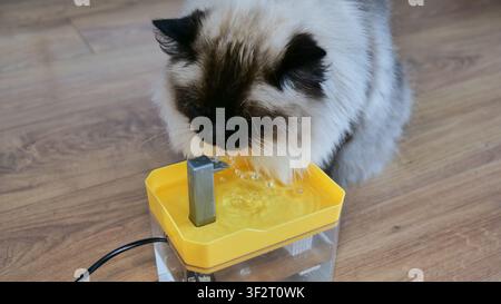 Ragdoll Cat Trinkwasser aus einem Tierbrunnen Stockfoto