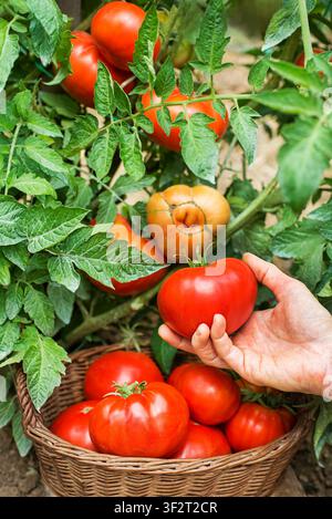 Frau pflückt reife rote Tomaten. Tomaten wachsen auf der Farm draußen. Ernte von Tomaten Stockfoto