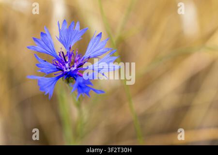 Nahaufnahme von blauer Kornblume, die zwischen goldenen Weizenhalmen auf einem sonnenbeschienenen Feld blüht. Wildblumenkonzept, das die natürliche Schönheit innerhalb der landwirtschaftlichen Felder hervorhebt Stockfoto