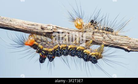 Haarige Buschhornraupen-Larve kriecht auf einem kleinen Ast und zeigt deutliche Muster, Farben und Borsten. Fotografie aus Thailand, keine generative KI Stockfoto