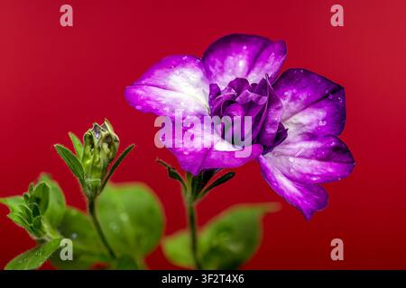 Wunderschöne Doppelpetunienblüte Makroaufnahme auf rotem Hintergrund Stockfoto