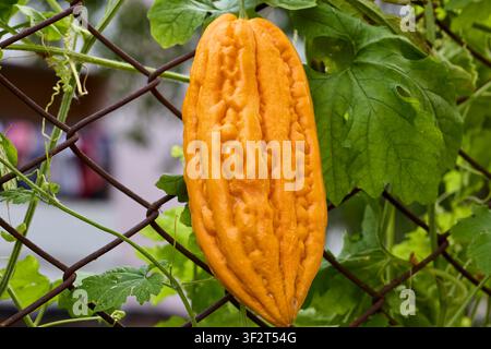 Reife Bittermelone, die an einem Drahtzaun hängt Stockfoto