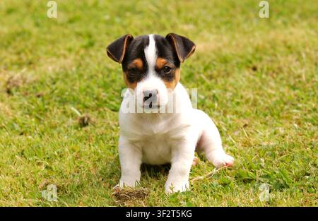 Entzückender Jack-Russell-Terrier-Welpe sitzt auf dem Gras Stockfoto