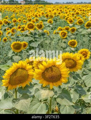 Schöne Sonnenblumen färben die toskanische Landschaft gelb in Fauglia, Pisa, Italien Stockfoto