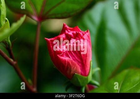 Nahaufnahme der roten Hibiskusblüte Stockfoto
