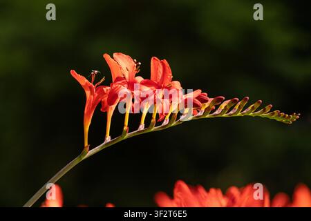 Orangefarbene Crocosmia-Blüten, die an einem gebogenen Stiel aufblühen, vor einem dunklen natürlichen Hintergrund. Stockfoto
