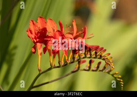 Orangefarbene Crocosmia-Blüten und noch geschlossene Knospen, die an einem gebogenen Stängel im warmen Sonnenlicht wachsen. Stockfoto