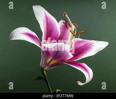 Schöne rosa und weiße Lilienblüte auf grünem Hintergrund Stockfoto