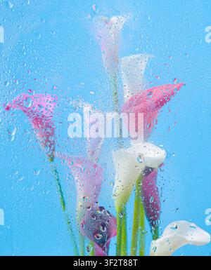 Floraler Hintergrund mit rosa und weißen Calla-Lilien, die durch nasses Glas gesehen werden, Blautöne, Wassertropfen, weiche Unschärfe, abstrakte Komposition. Stockfoto