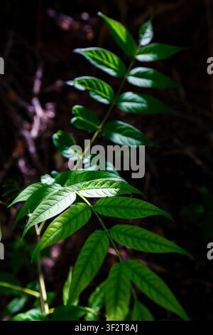 Sonnenbeschienene zusammengesetzte Blätter im tiefen Waldschatten Stockfoto