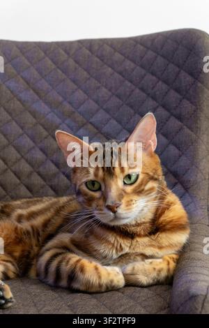 Bengalkatze mit geflecktem Rosettenfell liegt bequem auf braunem gestepptem Stoffsessel im Innenraum, schaut direkt nach vorne mit grünen Augen unter hellem Sof Stockfoto