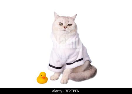 Weiße Katze sitzt in einem weißen Bademantel neben einer gelben Gummiente Stockfoto