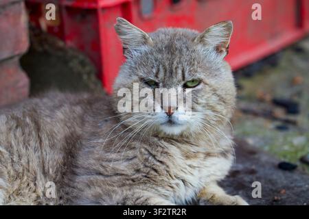 Porträt einer sehr alten Katze mit traurigem Gesicht Stockfoto