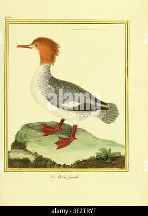 Handgezeichnete männliche Eiderente, die eine vintage wissenschaftliche Illustration erschafft, die ihr Gefieder und ihre Merkmale in einer klassischen ornithologischen Studie auf einem schlichten Hintergrund detailliert darstellt. aus Band 10 der Planches enluminées d'histoire naturelle. Geschaffen vom französischen Kupferstecher François-Nicolas Martinet zwischen 1765 und 1783, lieferten diese handgefärbten Kupferstichradierungen visuelle Referenzen für Georges-Louis Leclerc, Comte de Buffons Histoire naturelle des oiseaux. Stockfoto