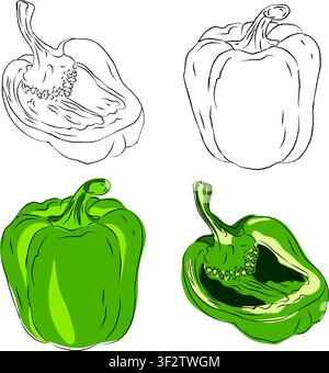 Sammlung von realistischen grünen Paprika-Illustrationen, sauberes Vektorset ideal für Verpackungen, Etiketten und Produktdesign, Vektorillustration Stock Vektor