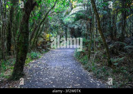 Schotterweg windet sich durch dichten einheimischen Wald Bridal Veil Falls Pfad, Waikato, Neuseeland, 3. Januar 2024 Stockfoto